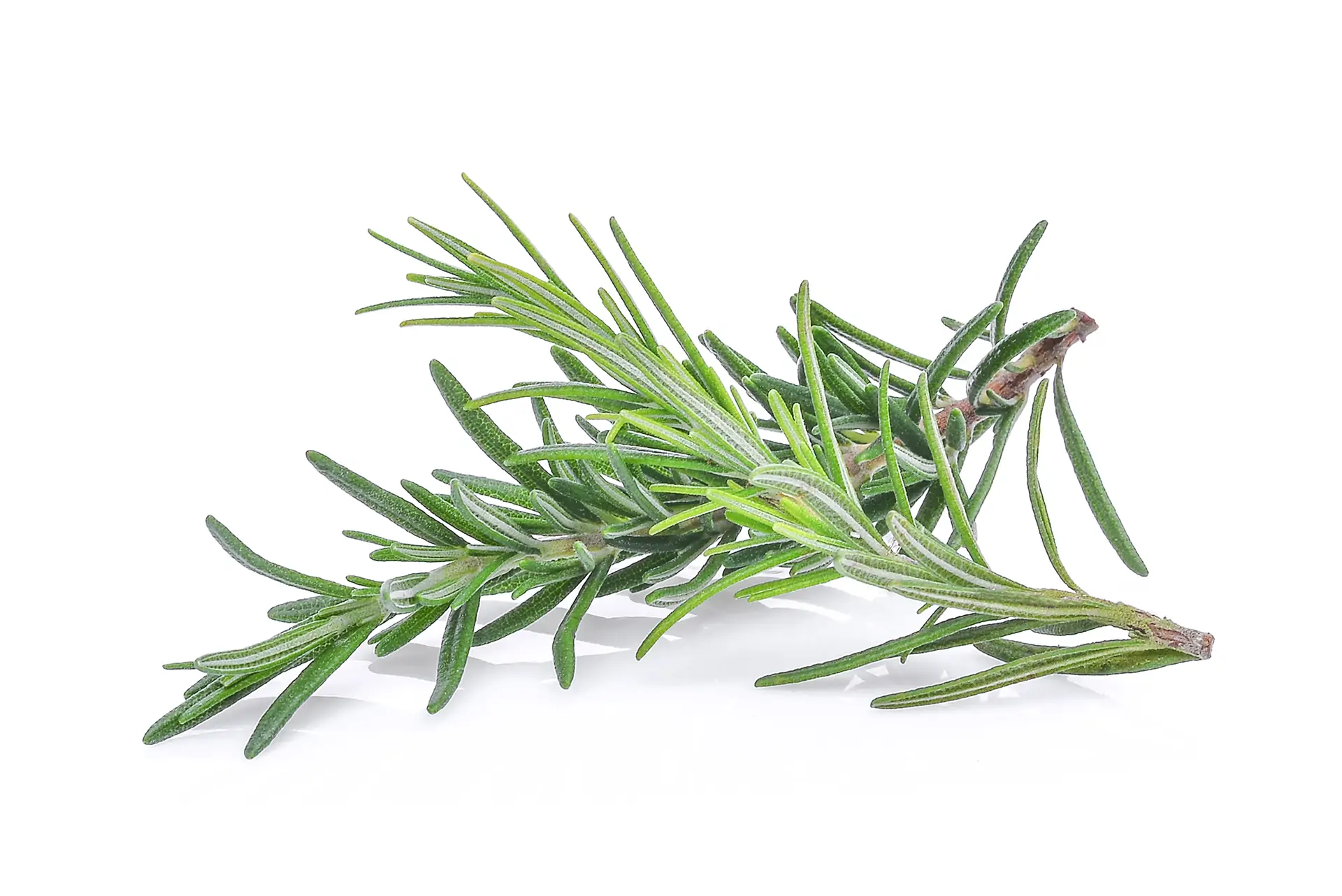 5 Reasons Why Natural Rosemary Extracts Are Superior to Synthetic Antioxidants, Including TBHQ, BHA, and BHT